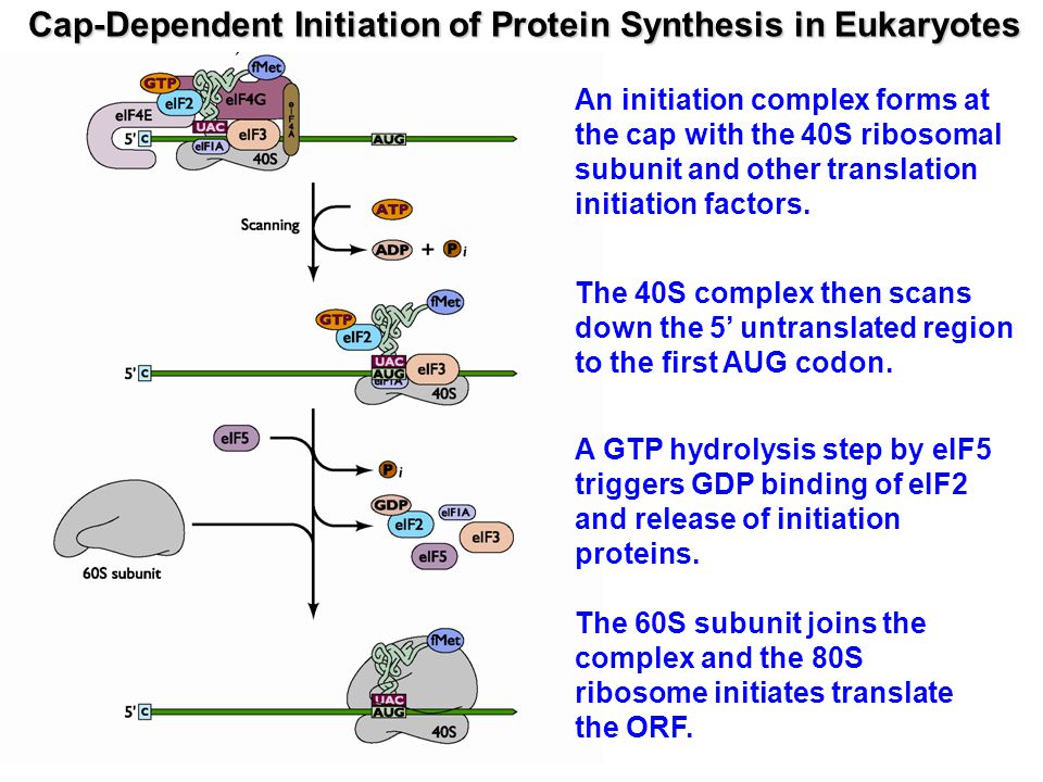 USRE44266E1 - Expression of eukaryotic polypeptides in chloroplasts - Google Patents